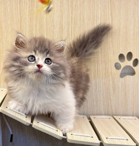Munchkin Longhair