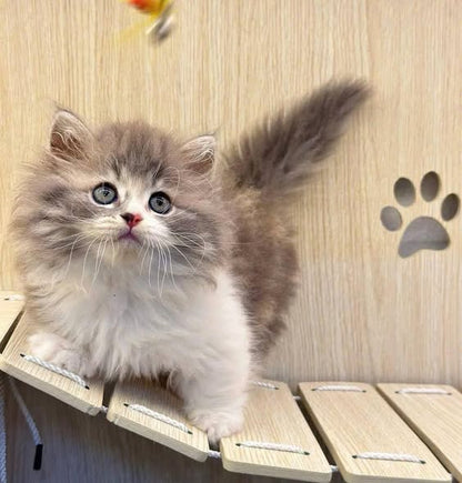 Munchkin Longhair