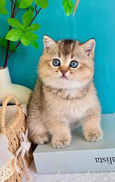 British Shorthair