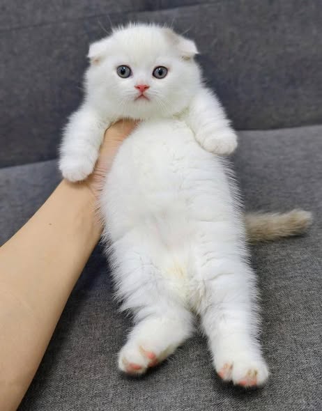 Munchkin Fold