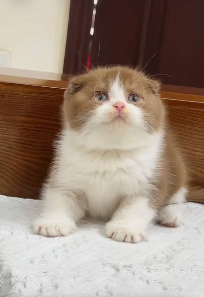 Scottish Fold