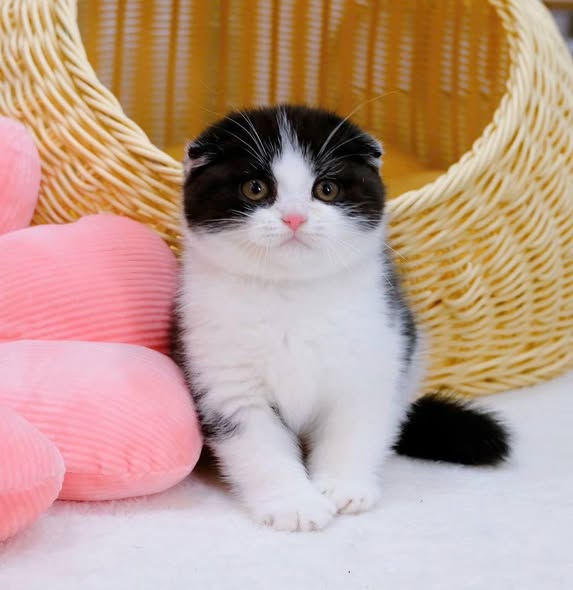 Scottish Fold