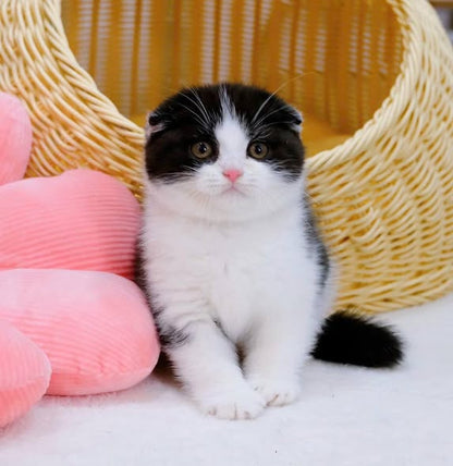 Scottish Fold