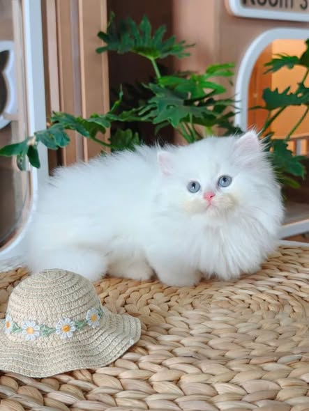 Munchkin Longhair