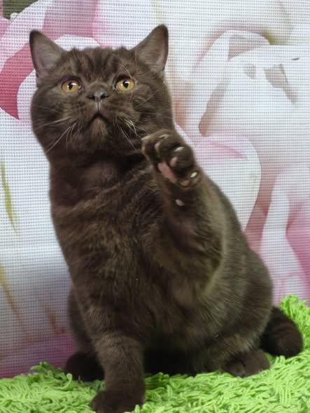 British Shorthair