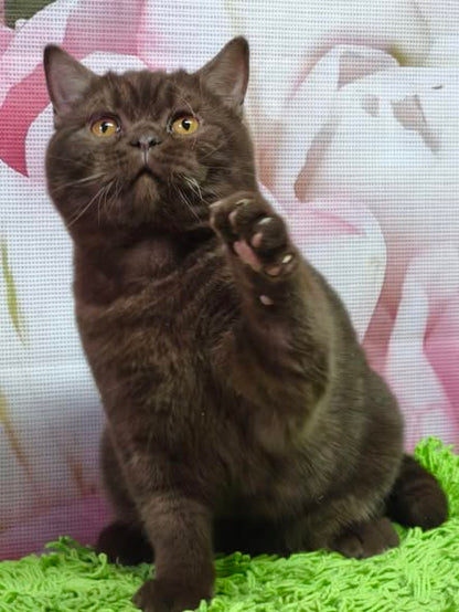 British Shorthair