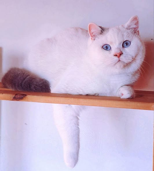 British Shorthair