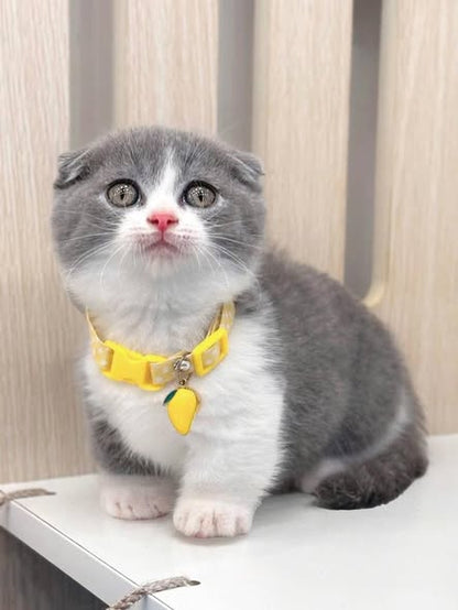 Munchkin Fold