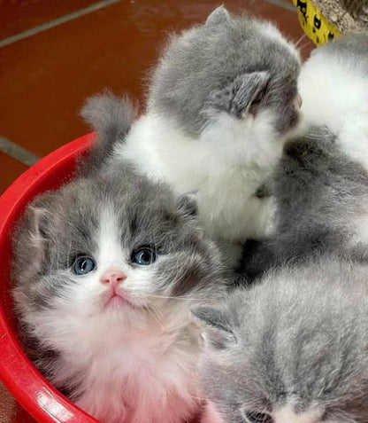 Munchkin Longhair
