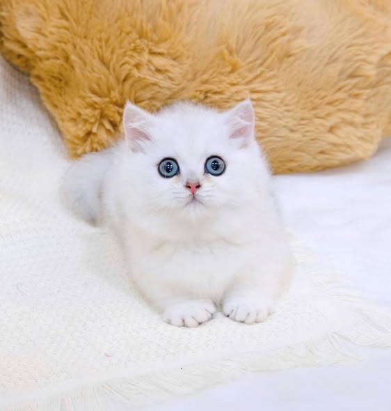 Munchkin
