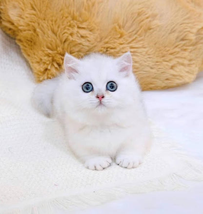 Munchkin