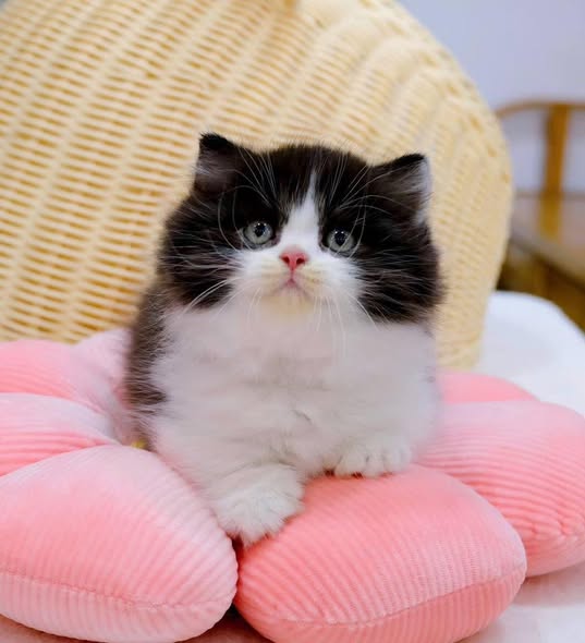 Munchkin Longhair