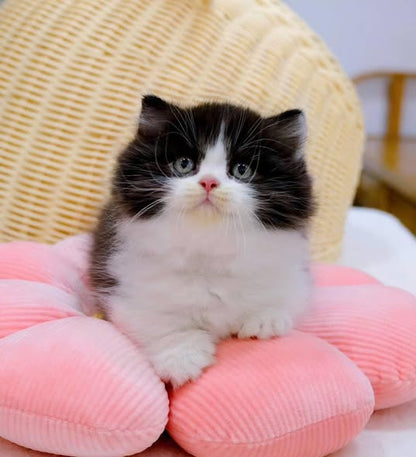 Munchkin Longhair