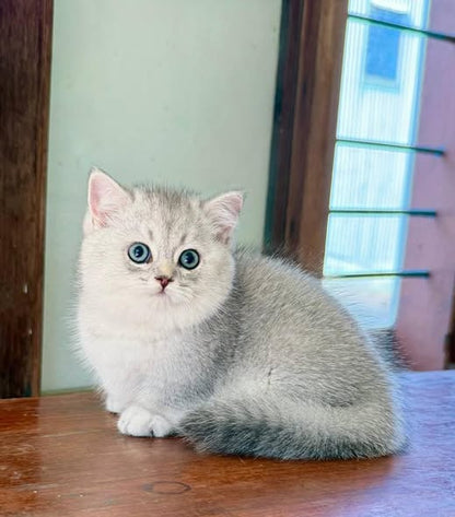 Munchkin