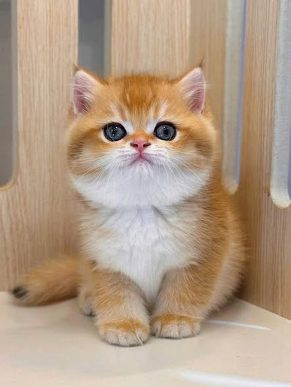 British Shorthair