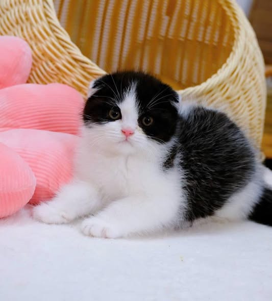 Scottish Fold