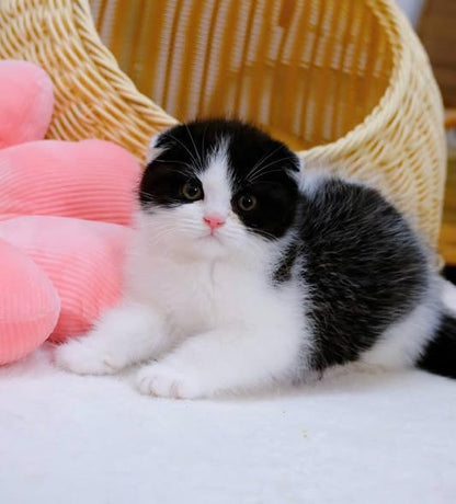Scottish Fold