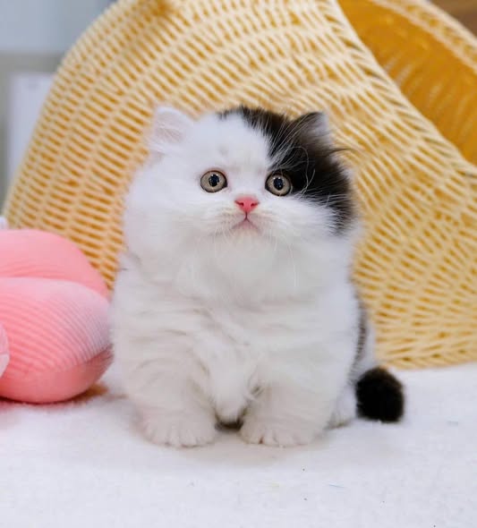 Munchkin Longhair