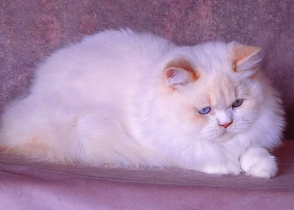 British Longhair