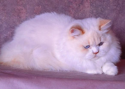 British Longhair