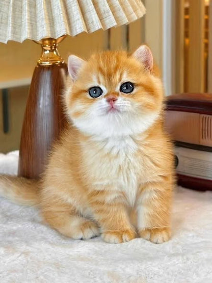 British Shorthair