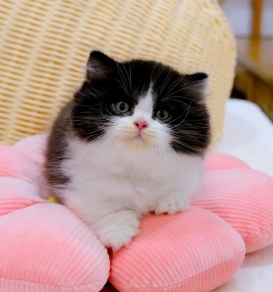Munchkin Longhair