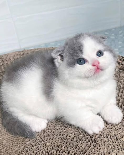 Munchkin Fold