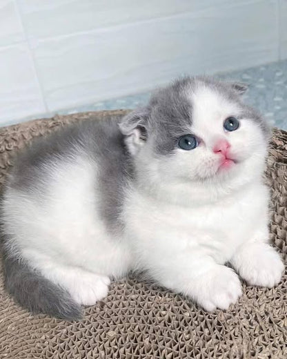 Munchkin Fold