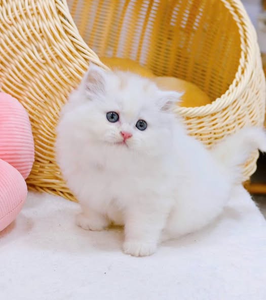 British Longhair