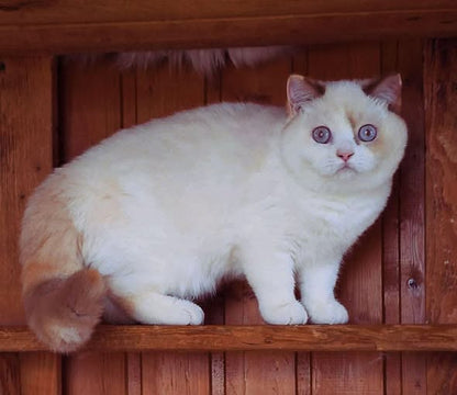 British Shorthair