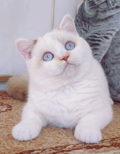 British Shorthair