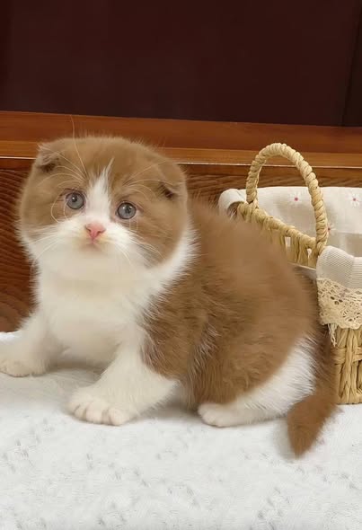 Scottish Fold