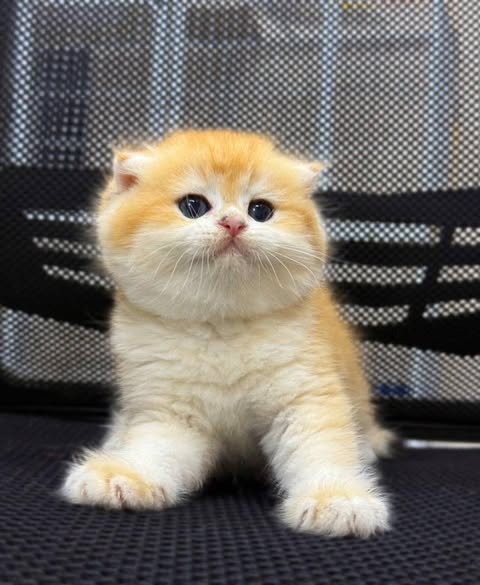 Scottish Fold