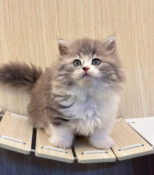 Munchkin Longhair