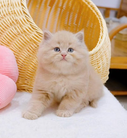 British Longhair