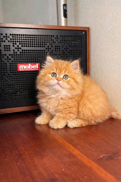 British Longhair