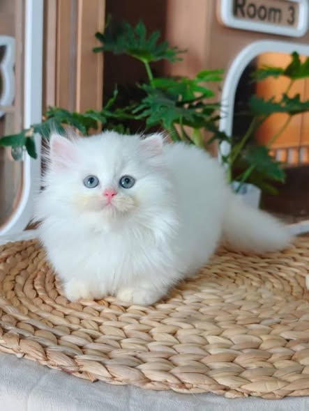 Munchkin Longhair