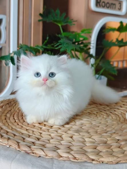 Munchkin Longhair