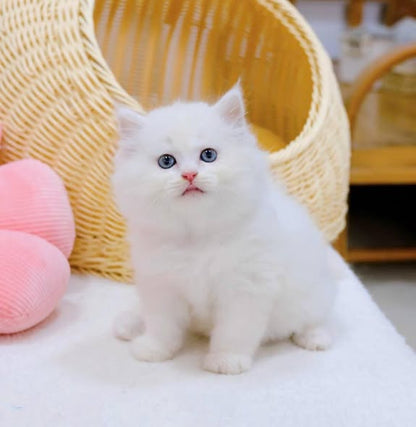 British Longhair