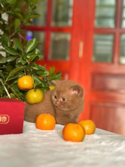 British Shorthair