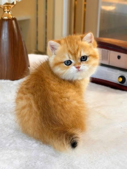 British Shorthair