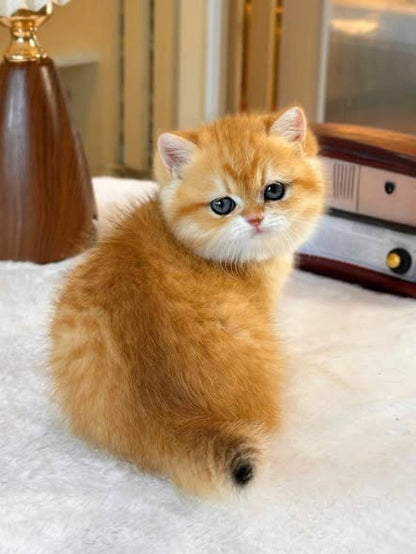 British Shorthair