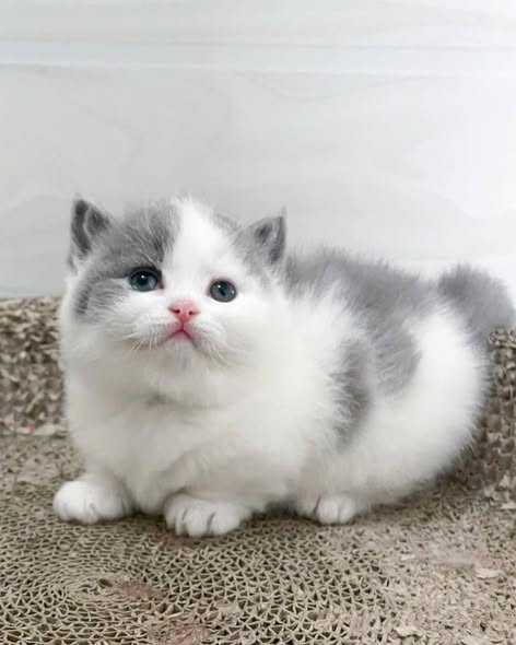 Munchkin