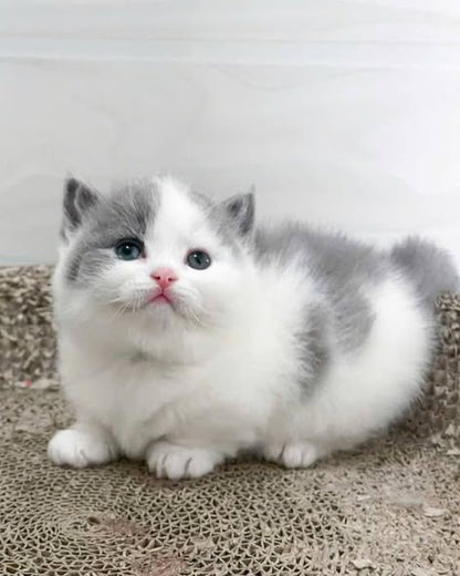 Munchkin