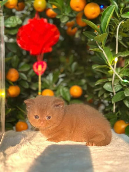 British Shorthair
