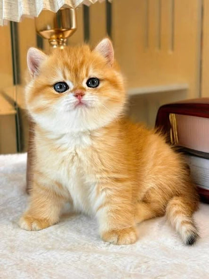British Shorthair