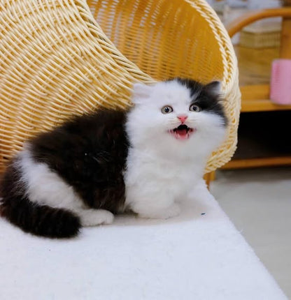 Munchkin Longhair