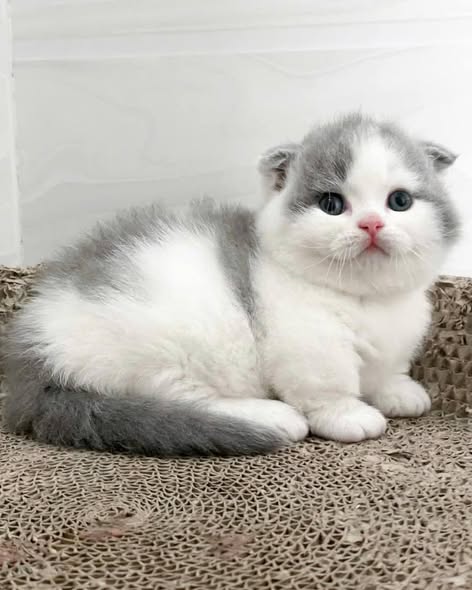 Munchkin Fold