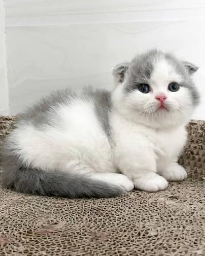 Munchkin Fold