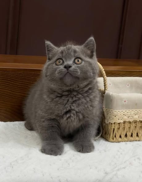 British Shorthair